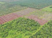 Hutan Rawa Tripa Terus Merosot, Puluhan Hektare Raib dalam Sepekan