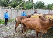 PT Mifa Bersaudara Salurkan 176 Ekor Hewan Kurban Pada Momentum Idul Adha 1447 H