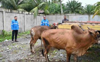 PT Mifa Bersaudara Salurkan 176 Ekor Hewan Kurban Pada Momentum Idul Adha 1447 H