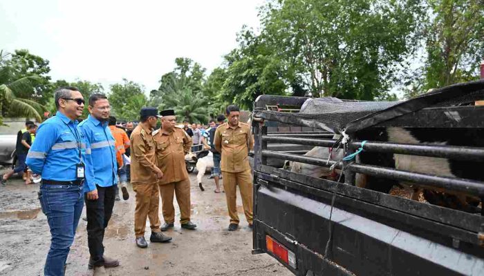 Qurban PT Mifa Bersaudara Dinilai Konsisten Setiap Tahun Disalurkan Ke Gampong di Kecamatan Meureubo
