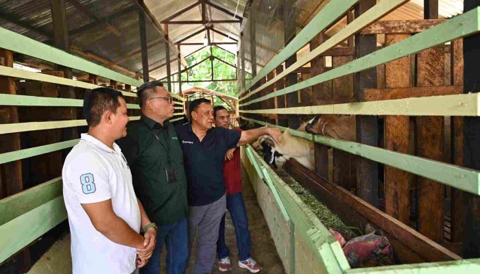 Saat Peternak Binaan MIFA Menjadi Mitra Strategis Dalam Momentum Qurban